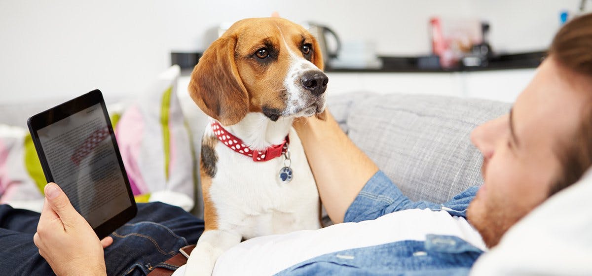 Migraine Alert Dogs How they Can Help Migraine Sufferers Team Under