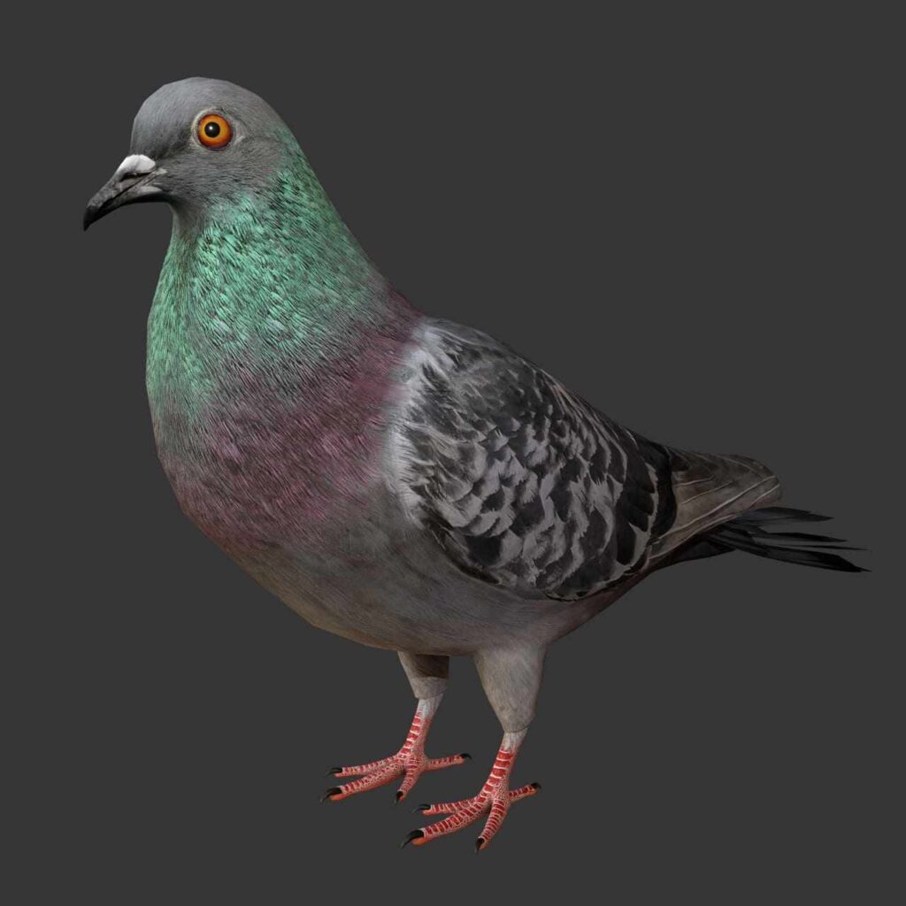 Pigeon 3D Model Rigged and Low Poly Game ready Team 3d Yard