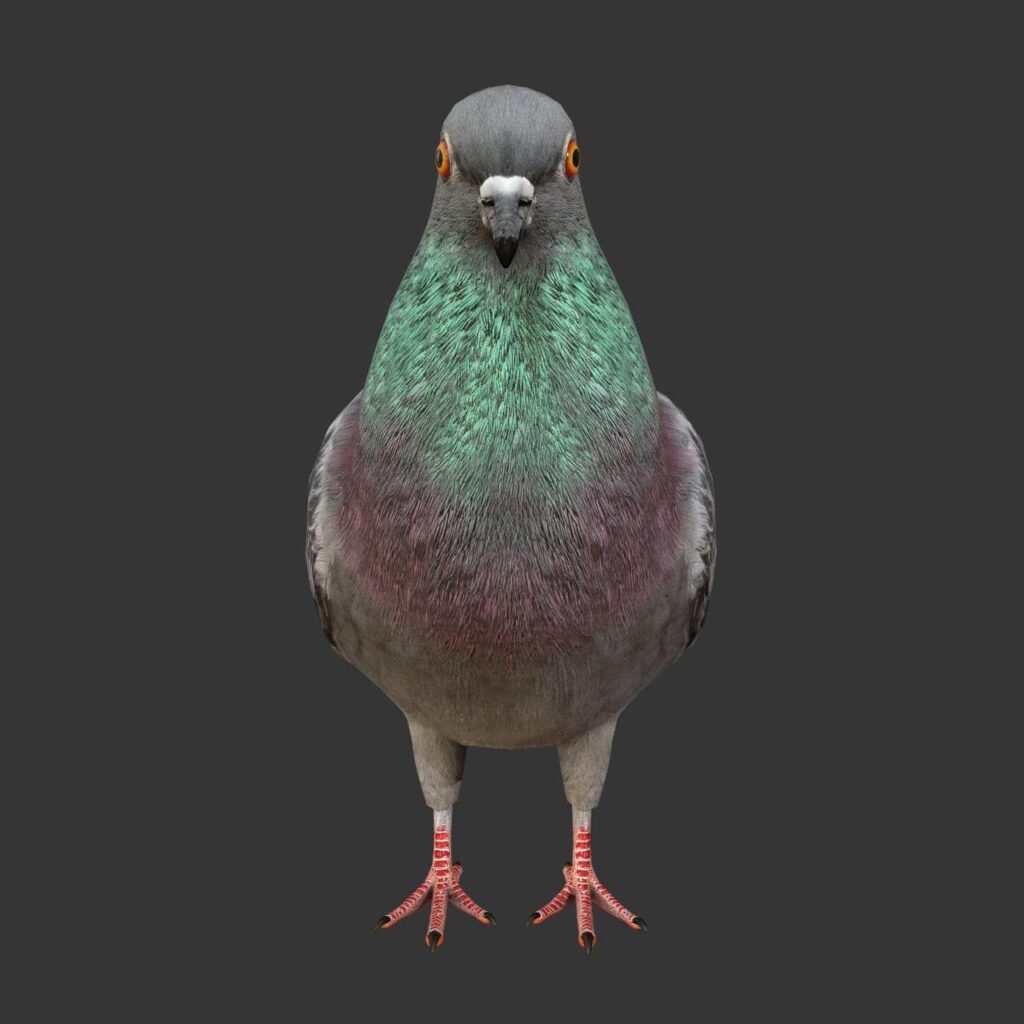 Pigeon 3D Model Rigged and Low Poly Game ready Team 3d Yard
