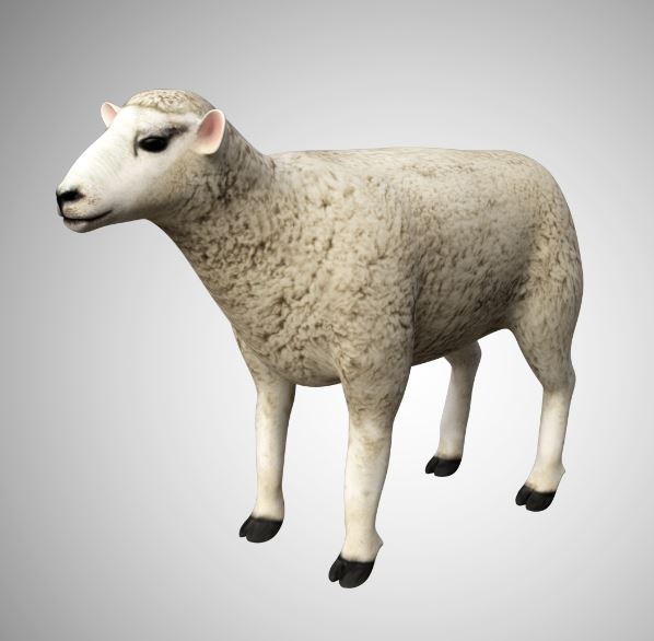 Wool Sheep 3D Model Rigged and Low Poly Game ready Team 3d Yard