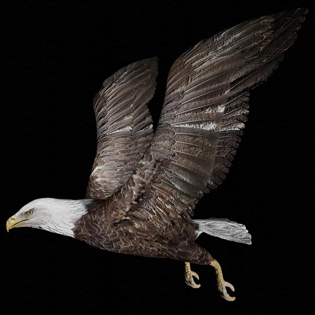 Eagle 3D Model Rigged and Low Poly Game ready