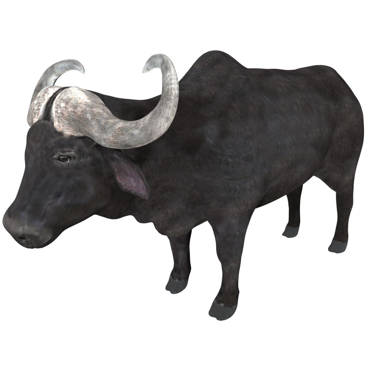 Buffalo 3D Model Rigged and Low Poly Game ready