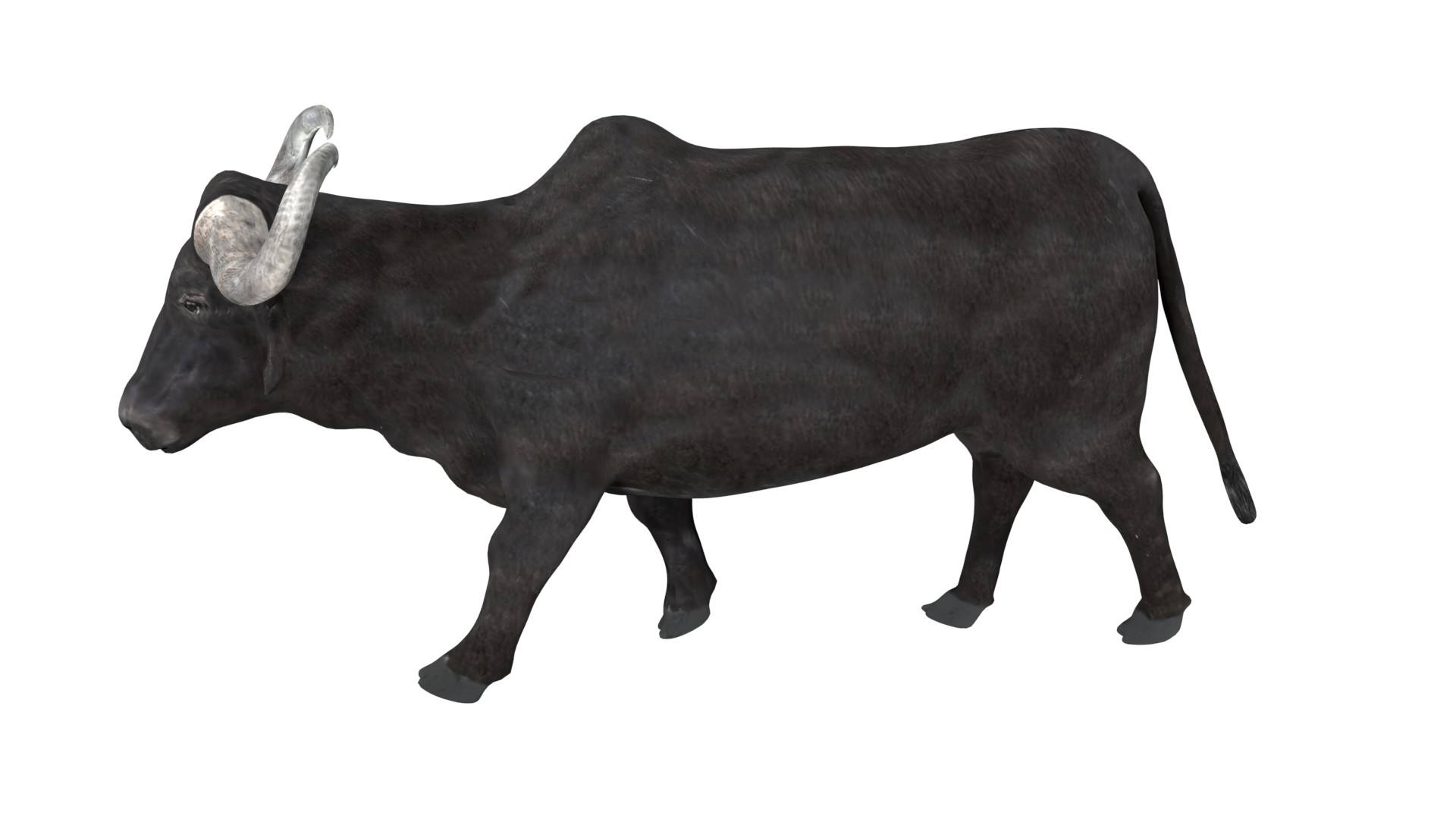 Buffalo 3D Model Rigged and Low Poly Game ready