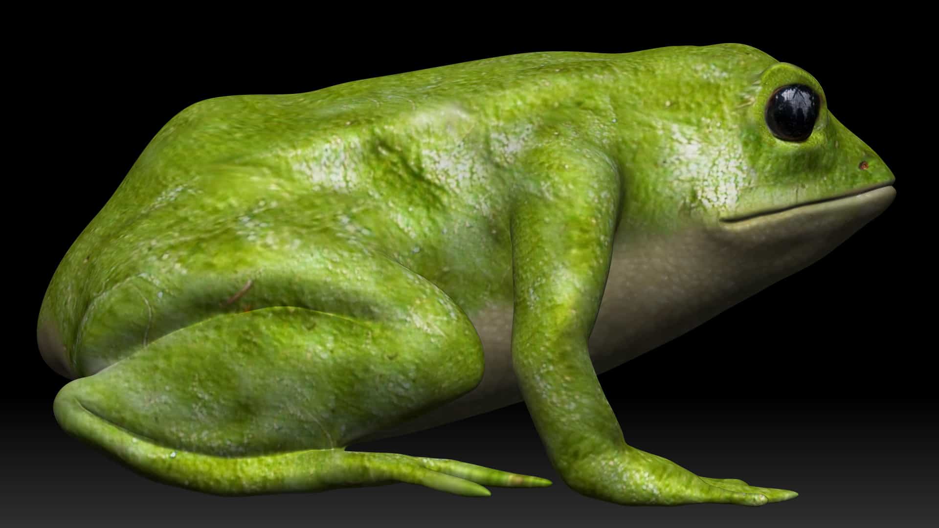 Frog 3d Model Photorealistic Low Poly Model Team 3d Yard