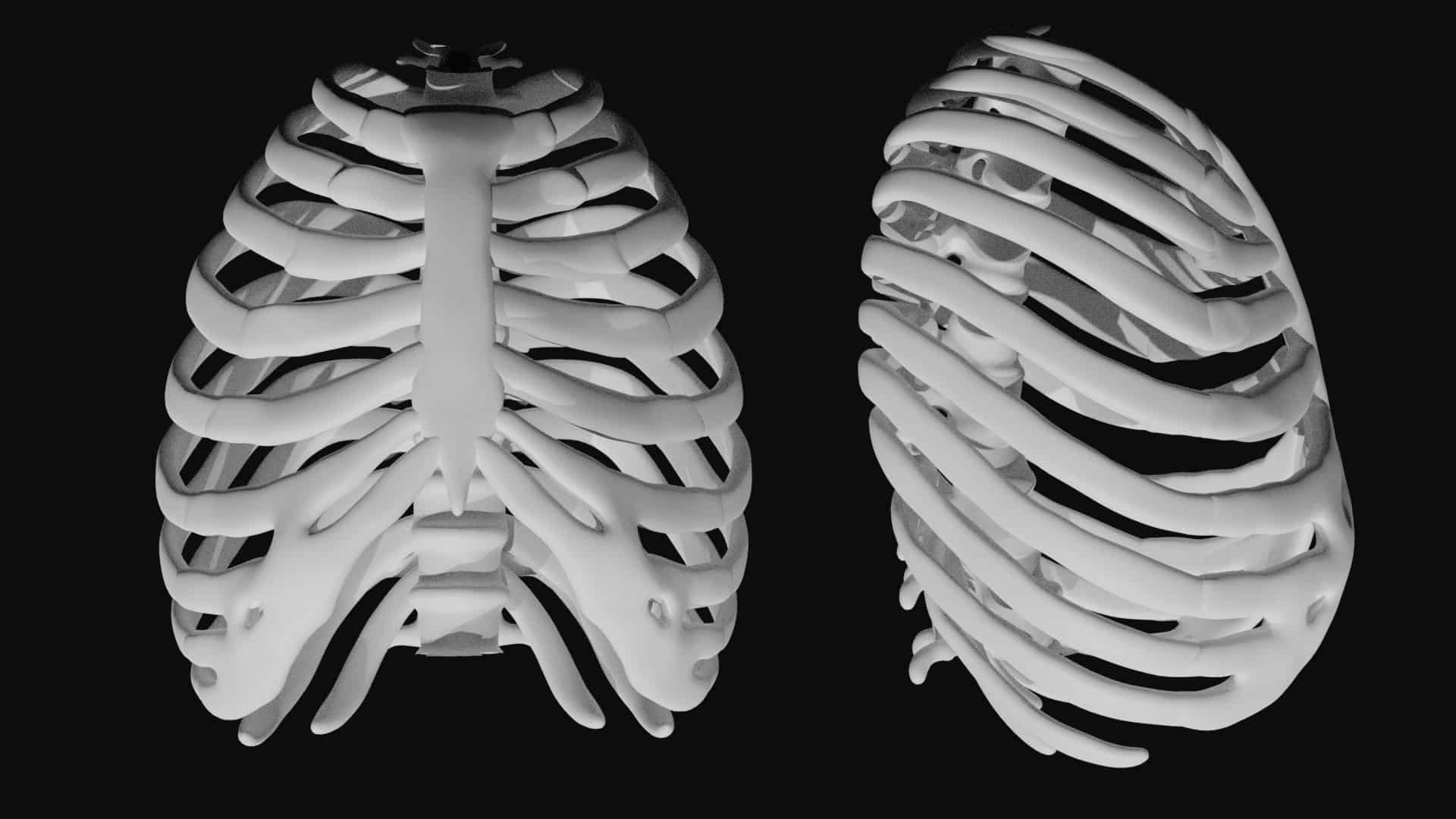 Rib cage 3d Model photorealistic 3d model Team 3d Yard