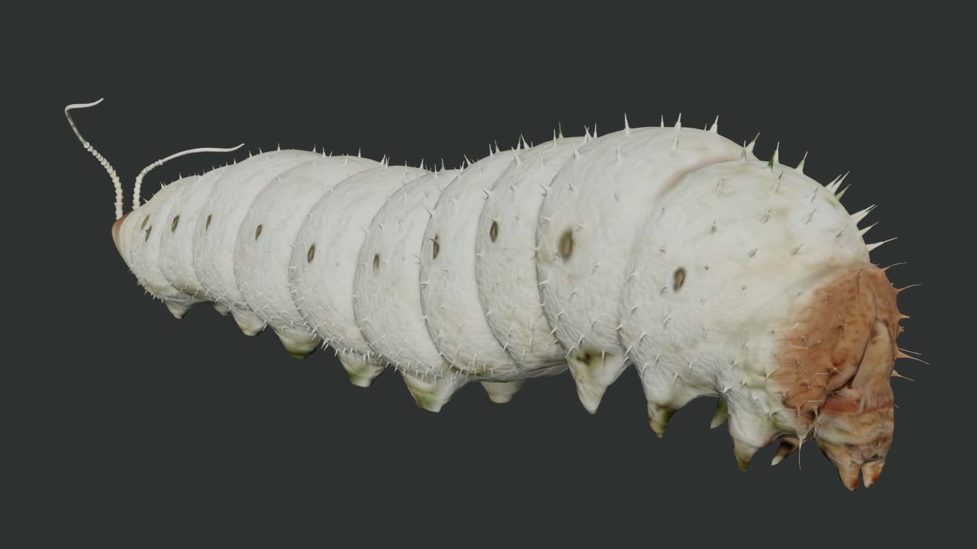 Silkworm 3d model rigged and low poly 3d model Team 3d Yard