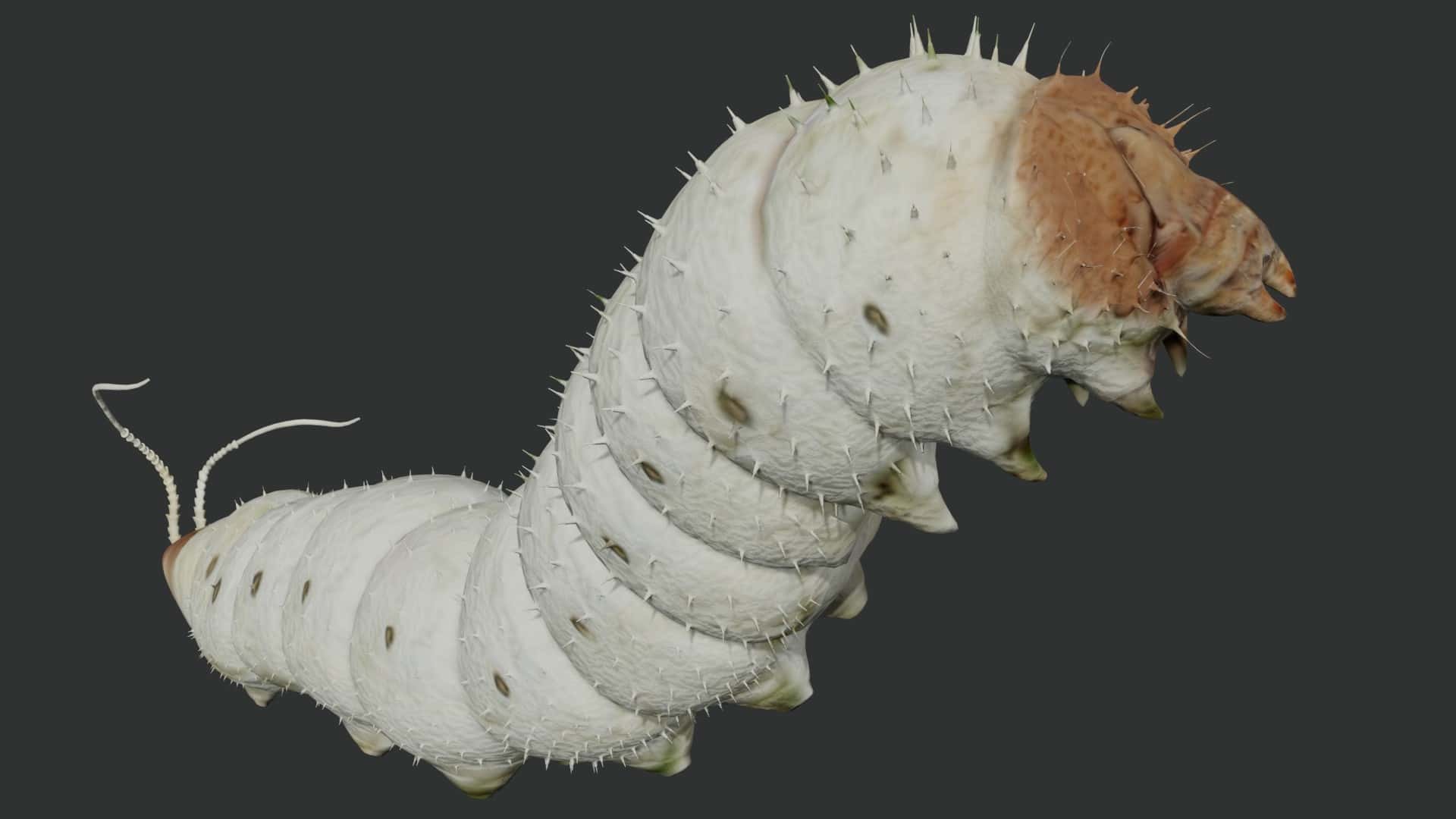 Silkworm 3d model rigged and low poly 3d model Team 3d Yard