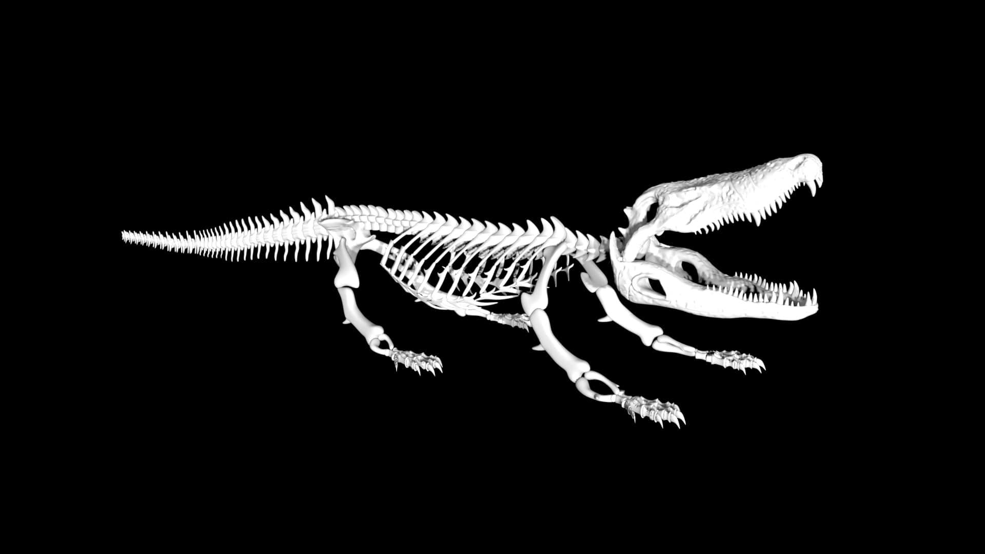 Alligator skeleton 3d model Rigged and low poly Team 3d Yard