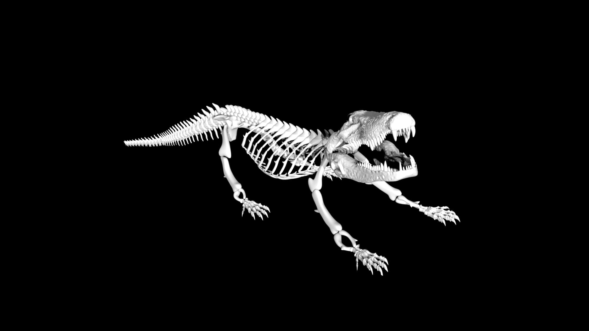 Alligator skeleton 3d model Rigged and low poly Team 3d Yard