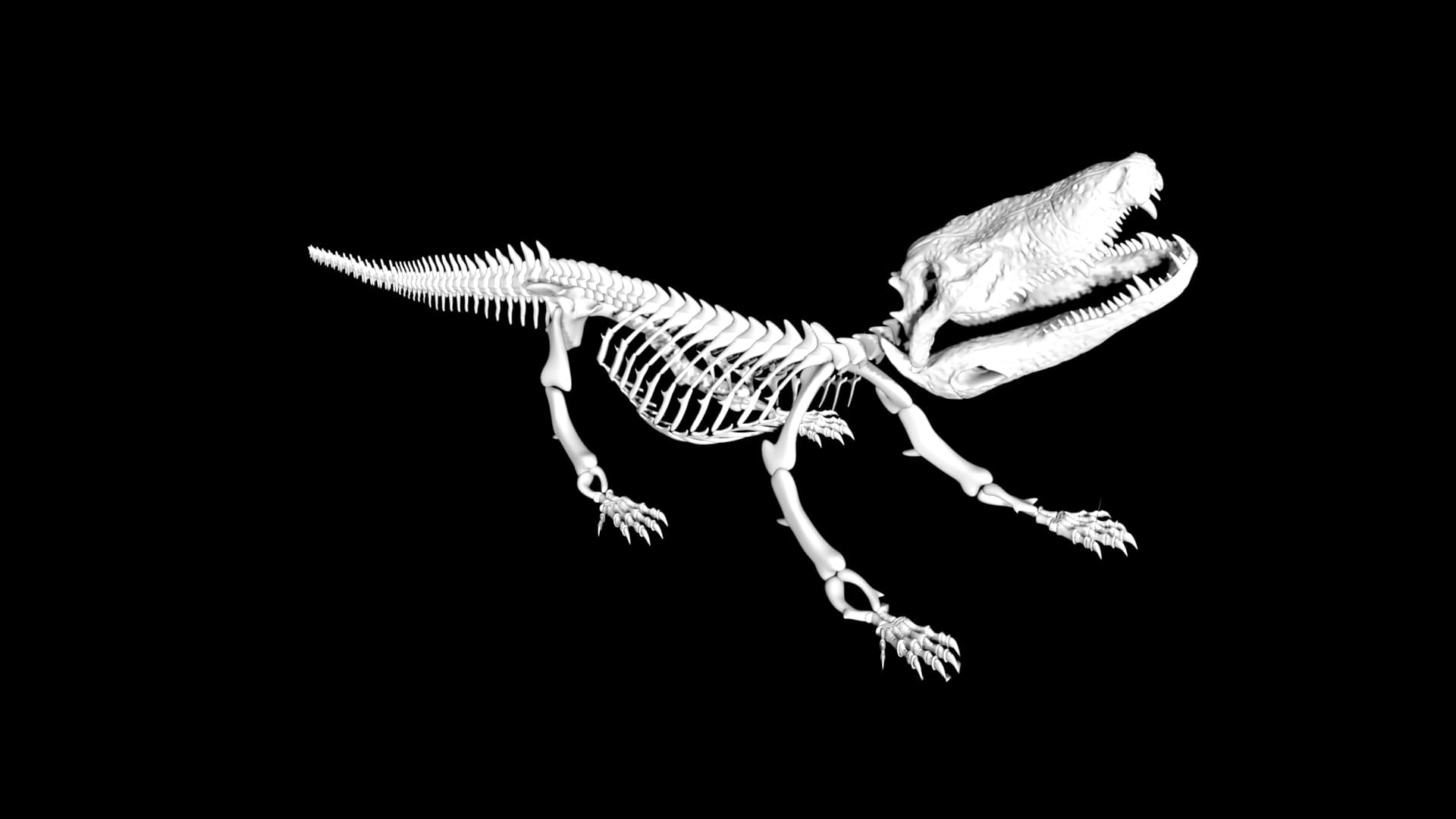 Alligator skeleton 3d model Rigged and low poly Team 3d Yard