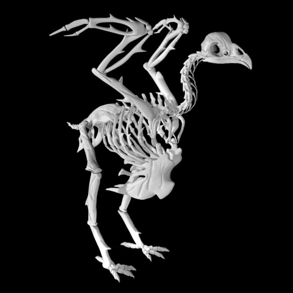 Chicken Skeleton 3d model Low Poly AR 3d model Team 3d Yard