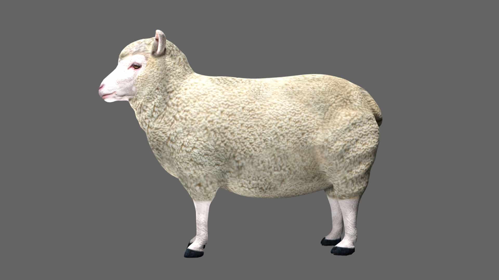 Sheep 3d model Rigged and low poly Team 3d Yard