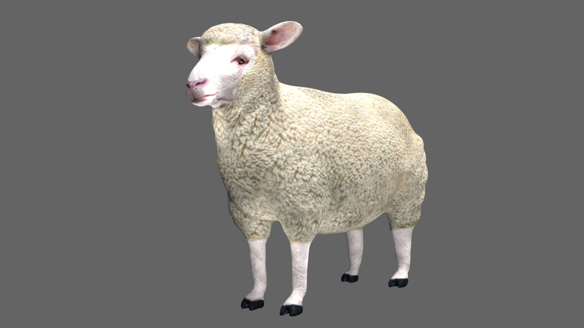 Sheep 3d model Rigged and low poly Team 3d Yard