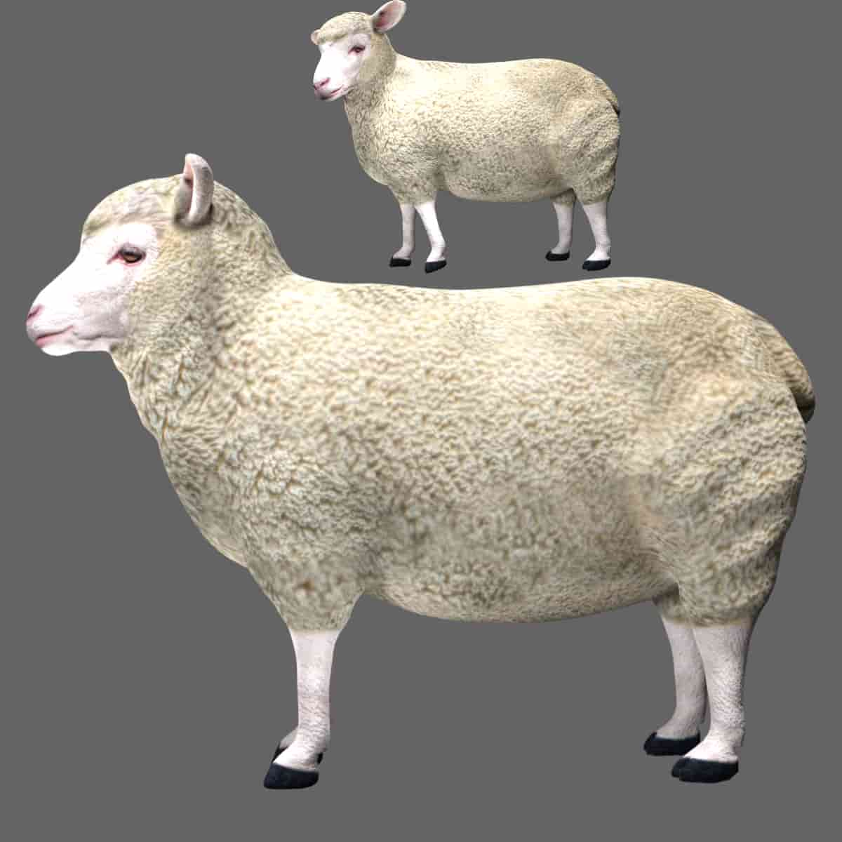 Sheep 3d model Rigged and low poly Team 3d Yard