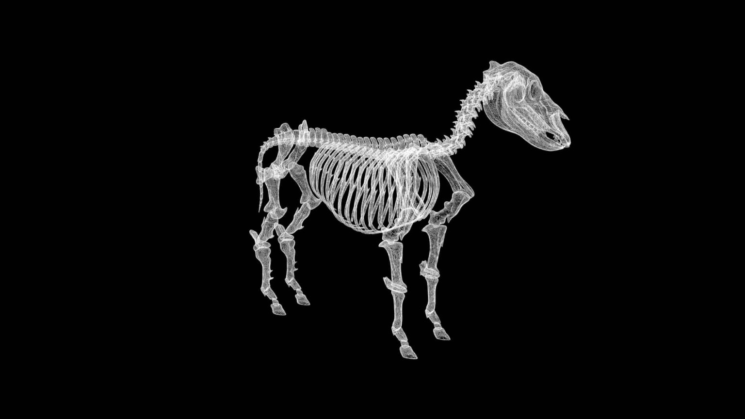 Zebra skeleton 3d model Low Poly AR 3D Model Team 3d Yard