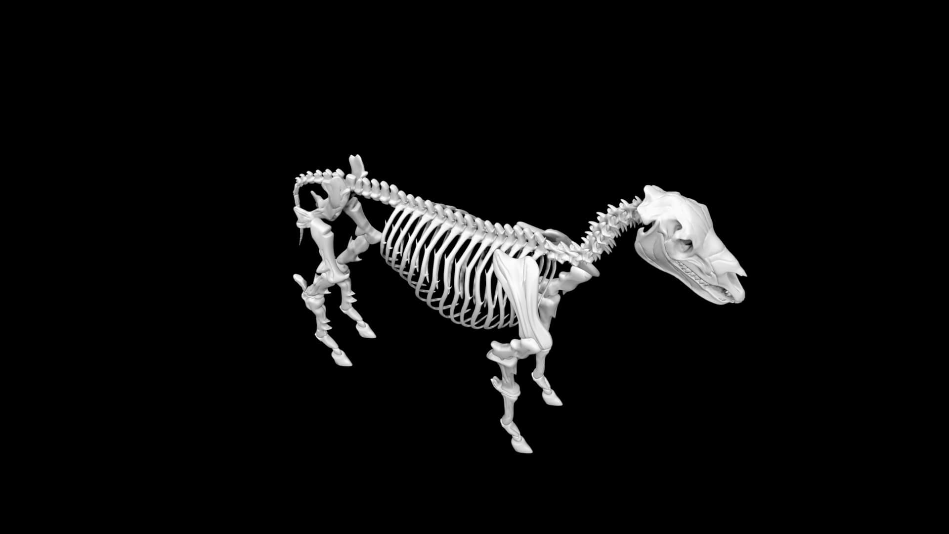 Zebra skeleton 3d model Low Poly AR 3D Model Team 3d Yard