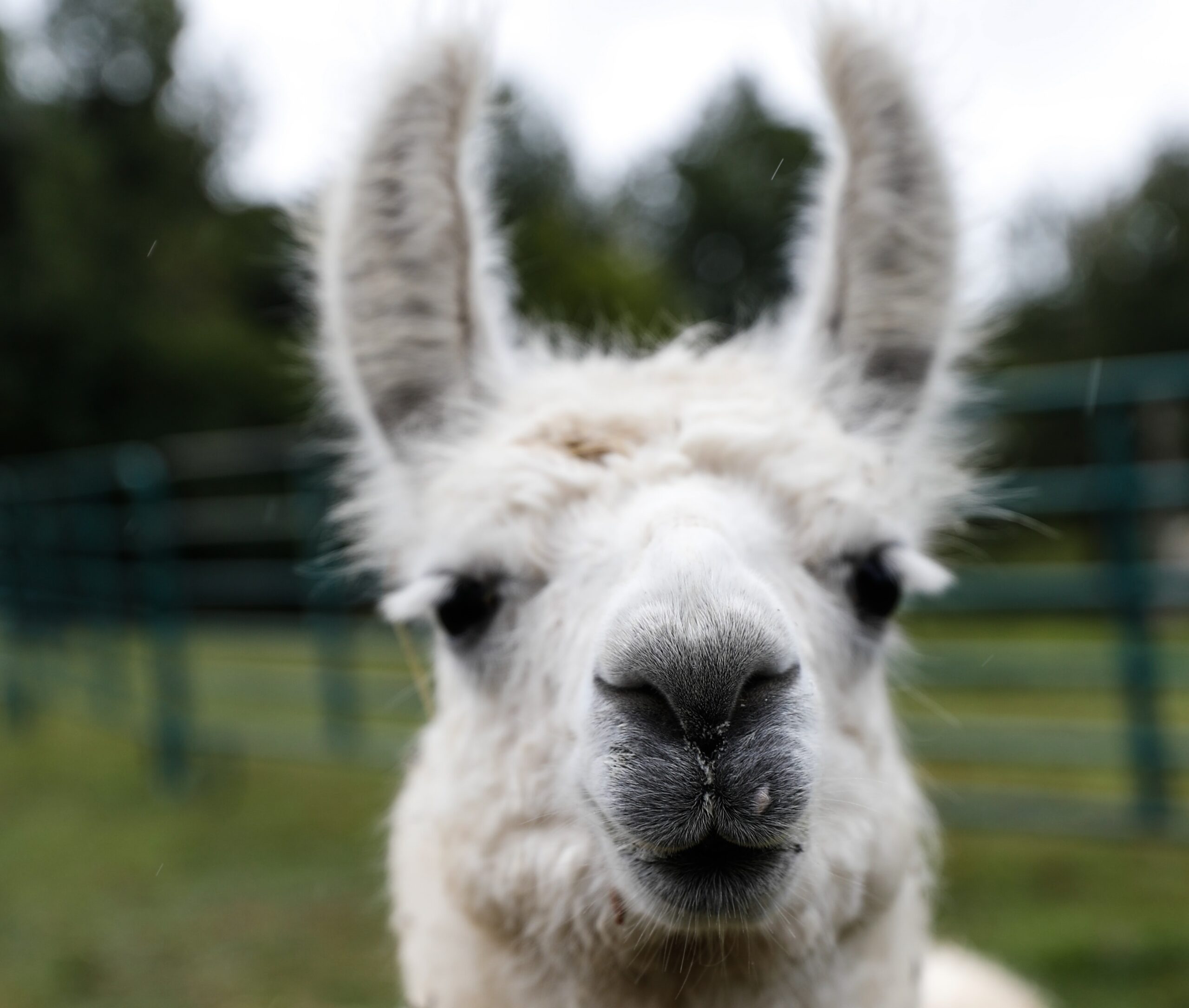 Guard Llama What is Guard Llama? TeamAlert