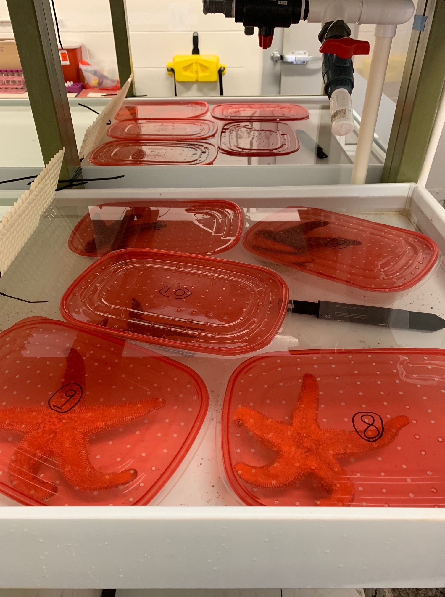 Bodega Bay Marine Lab Experiment Summer 2019 Cornell Marine Mass