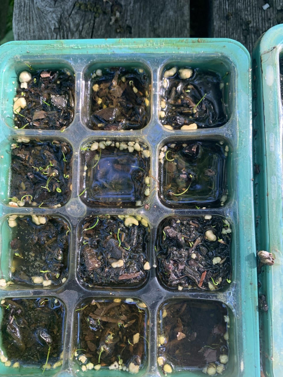 Aquariums, Gels, and Fieldwork! Cornell Marine Mass Mortality Laboratory