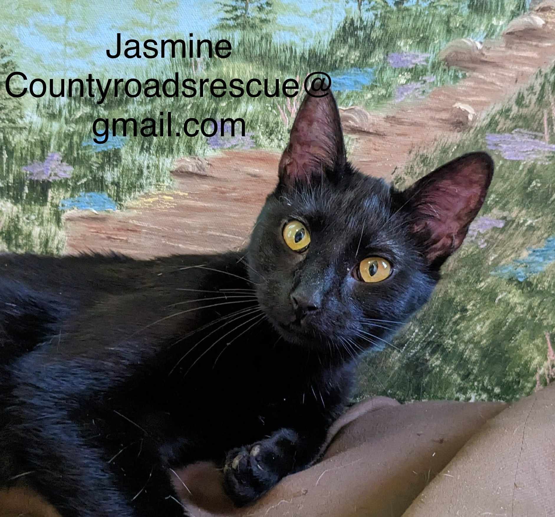 Jasmine Team Cat Rescue