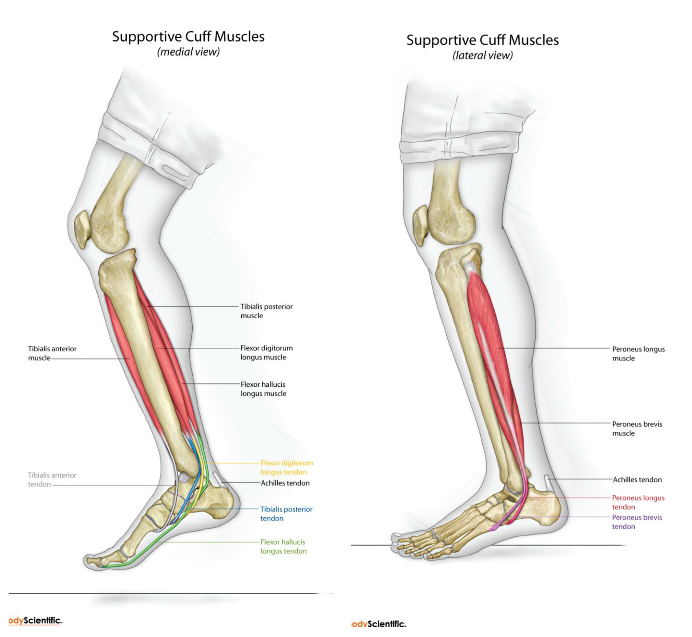 What is foot pronation and Foot supination? Is It Good Or Bad