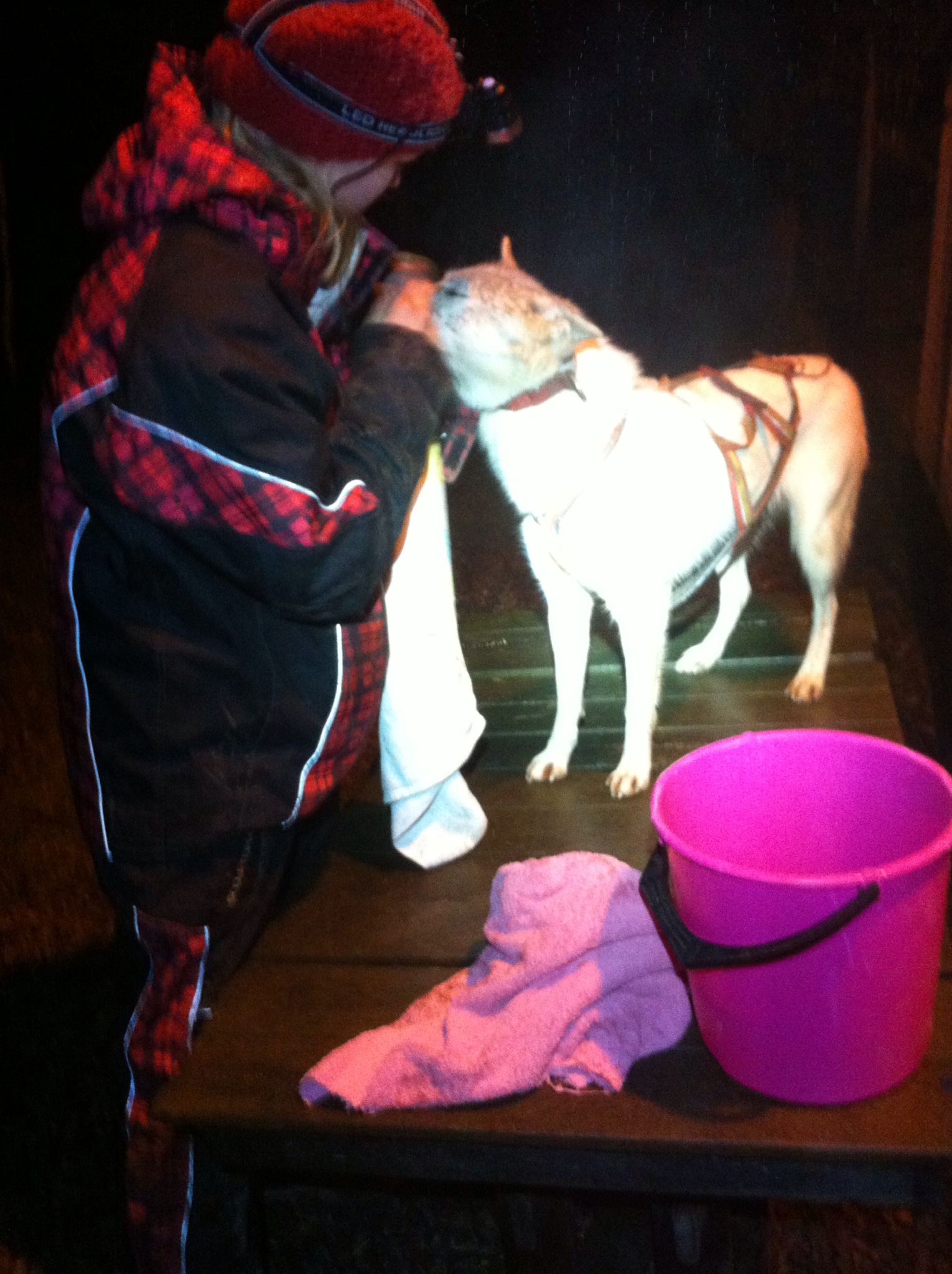 teamfenrisulven Kennel Fenrisulven racing siberian huskies Page 6
