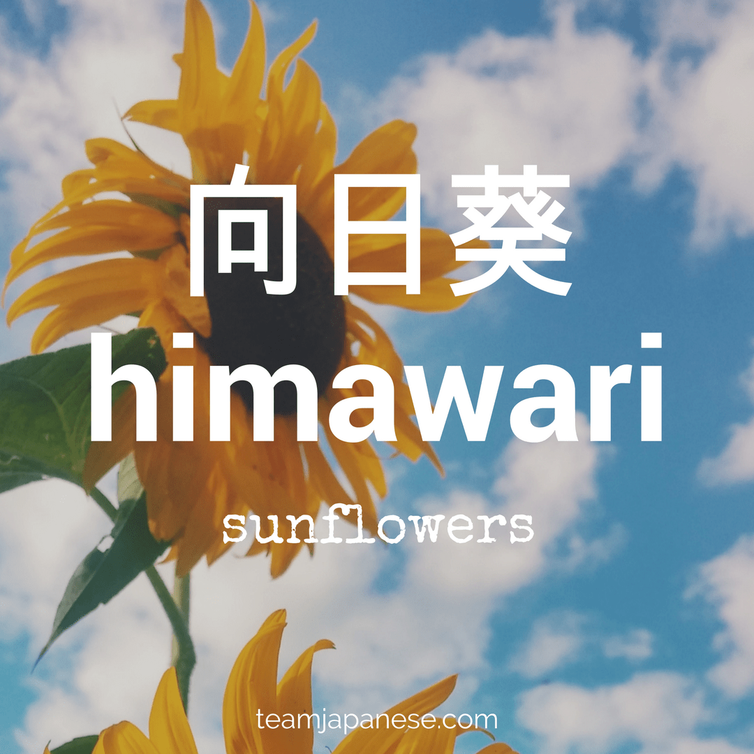 himawari Team Japanese