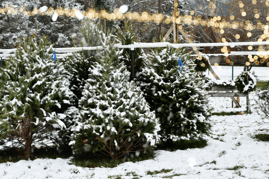 Christmas tree lots to visit in Boise Team Mandi