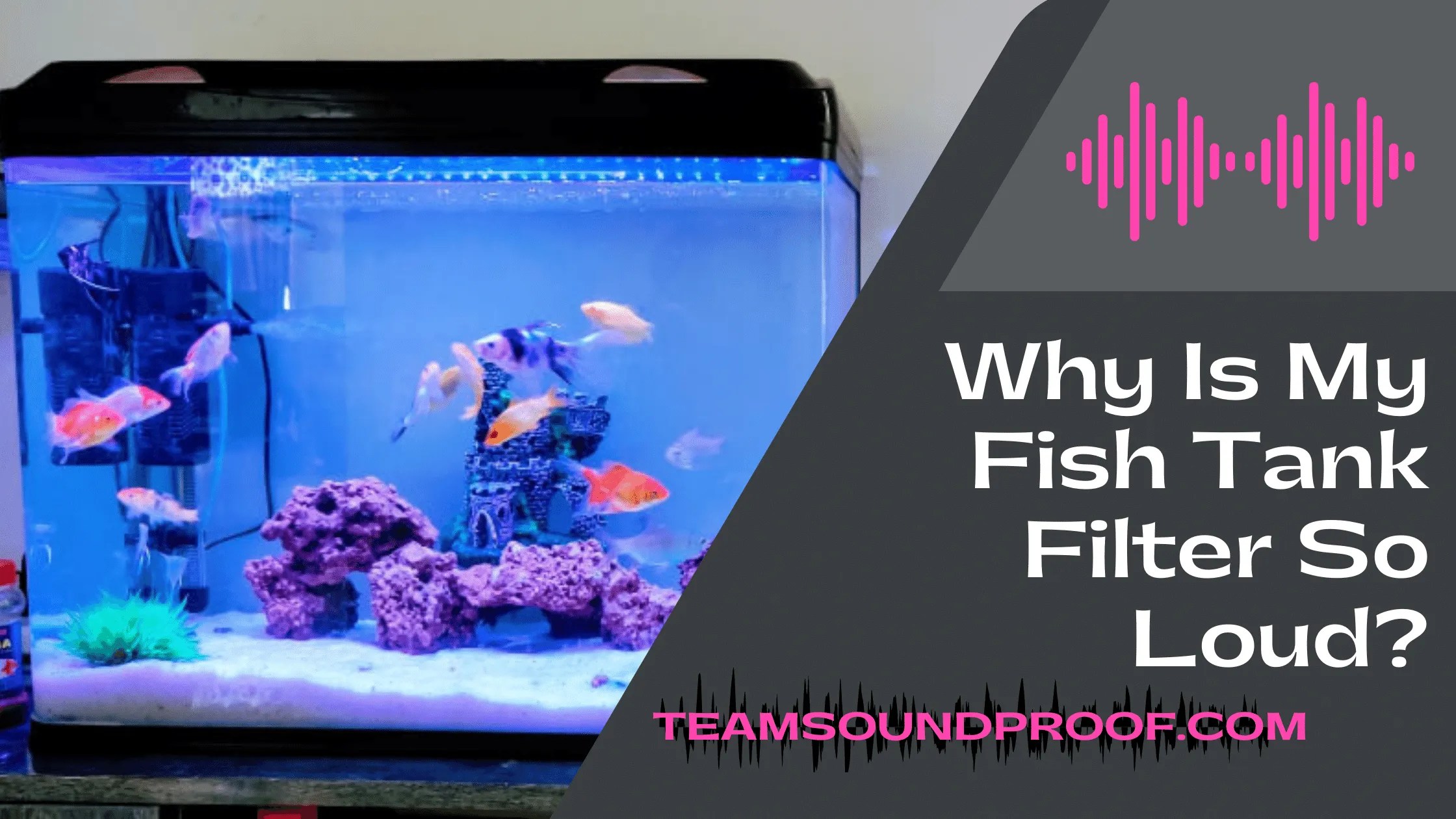 Why Is My Fish Tank Filter So Loud? With Tips And Tricks 2023