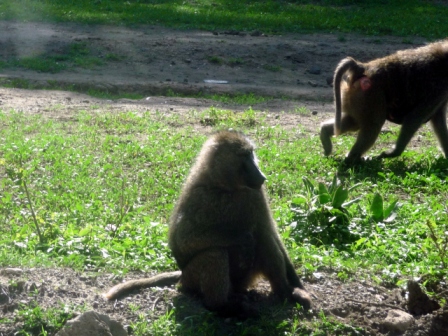 Local Baboons