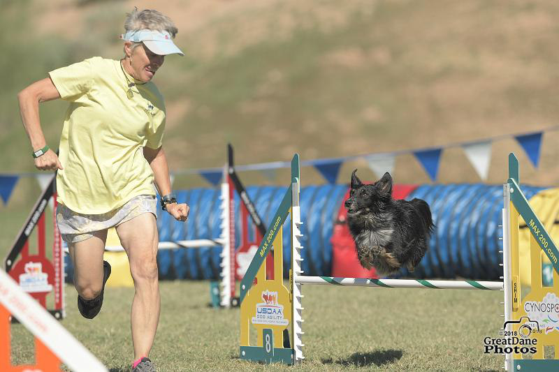 dog agility instructors Denver