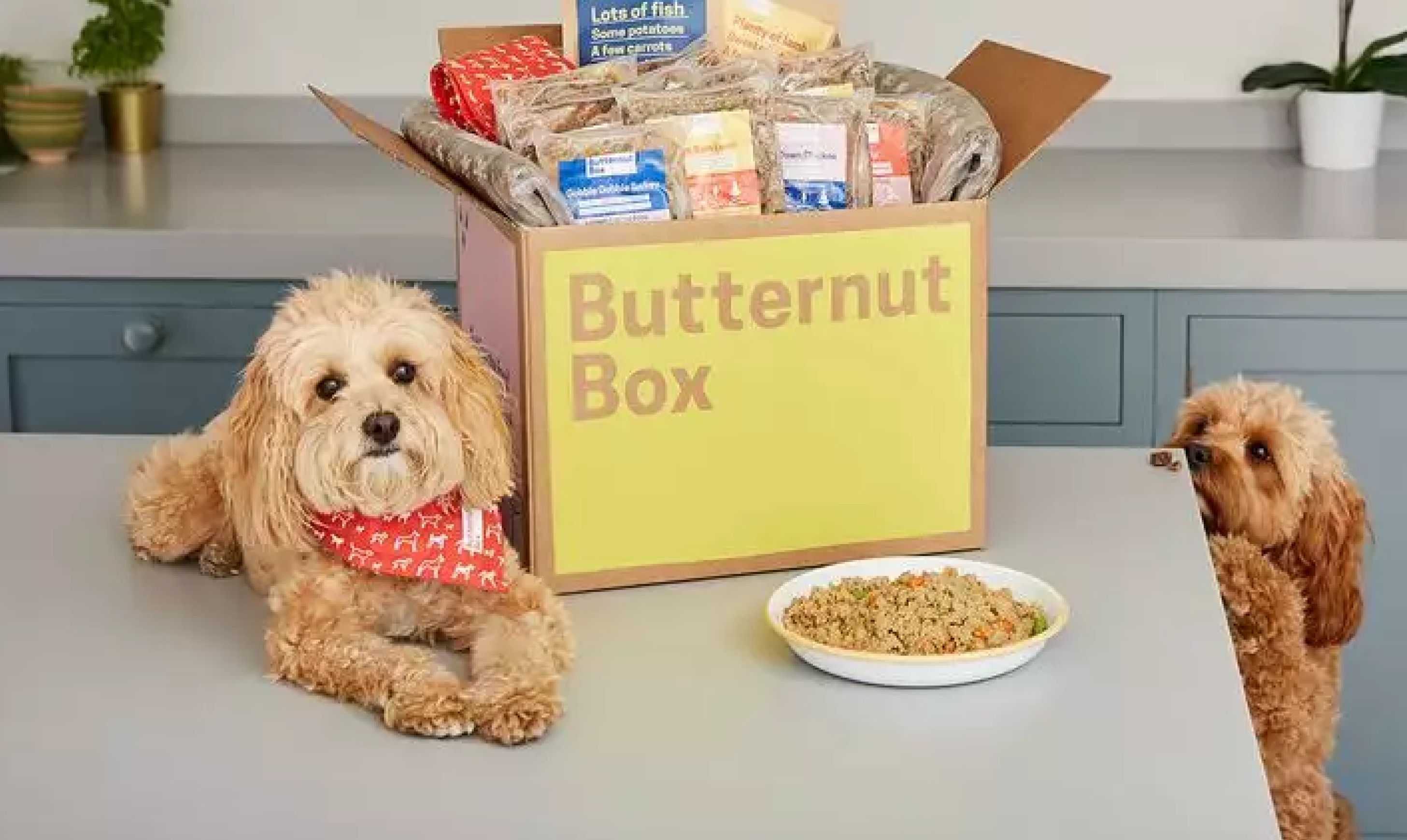 Butternut Box save 5+ hours a week over previous WFM with Surfboard