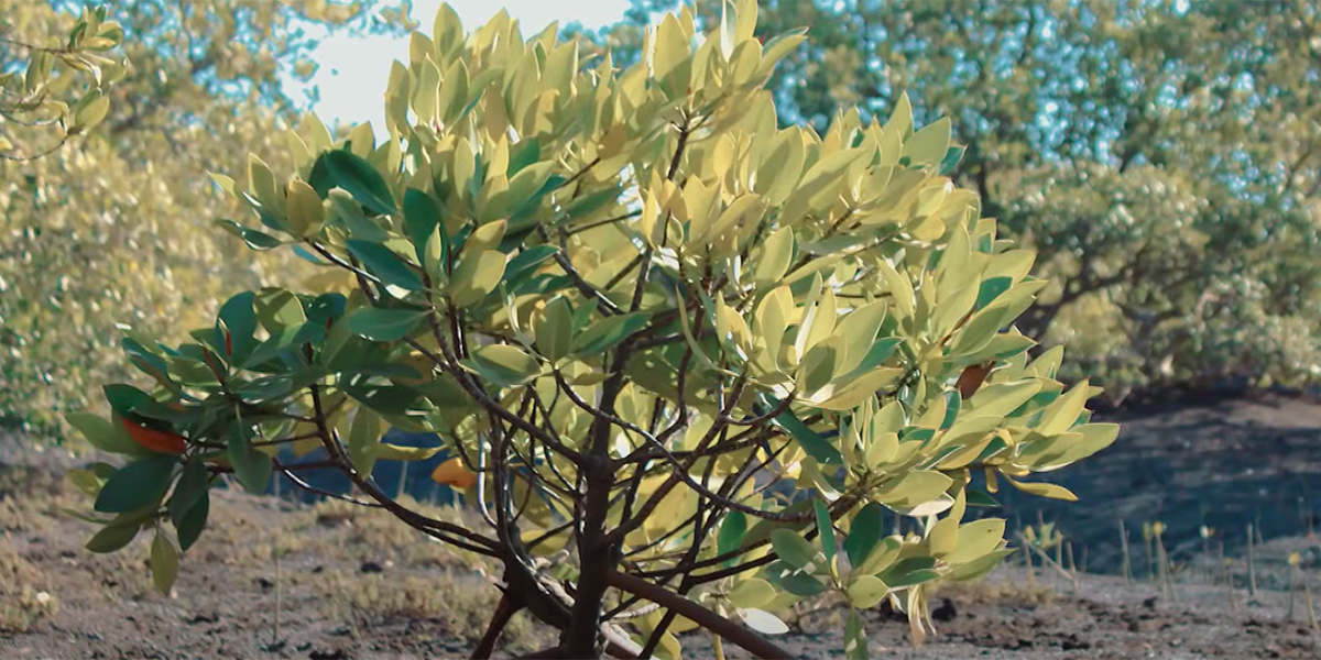 best planting days 2021 trinidad Cornell Regan