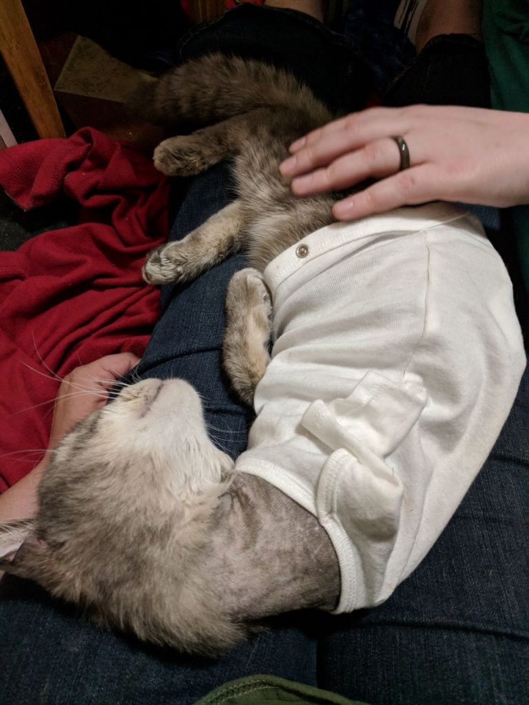 Three Legged Cat Amputation Surgery and Adoption Guide Team Tripod