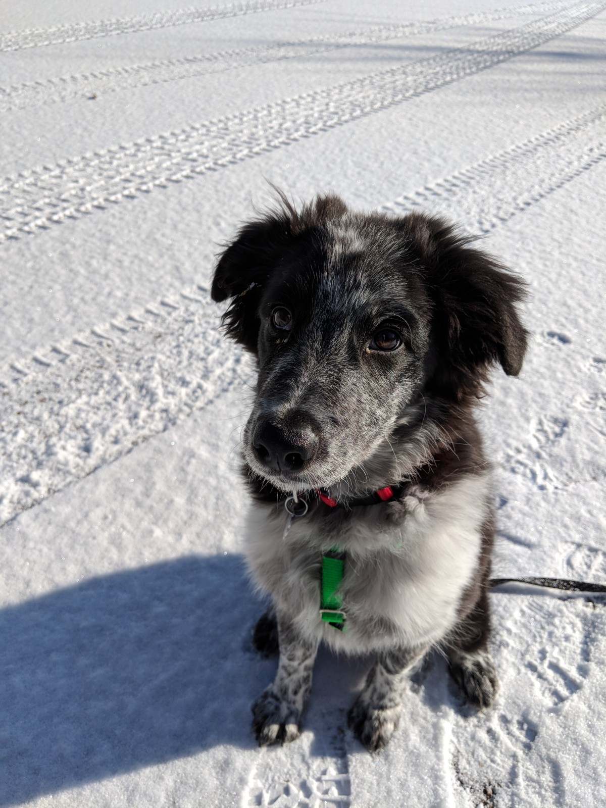 Cody Carithers 12/27 1/22 teamworksdogtraining