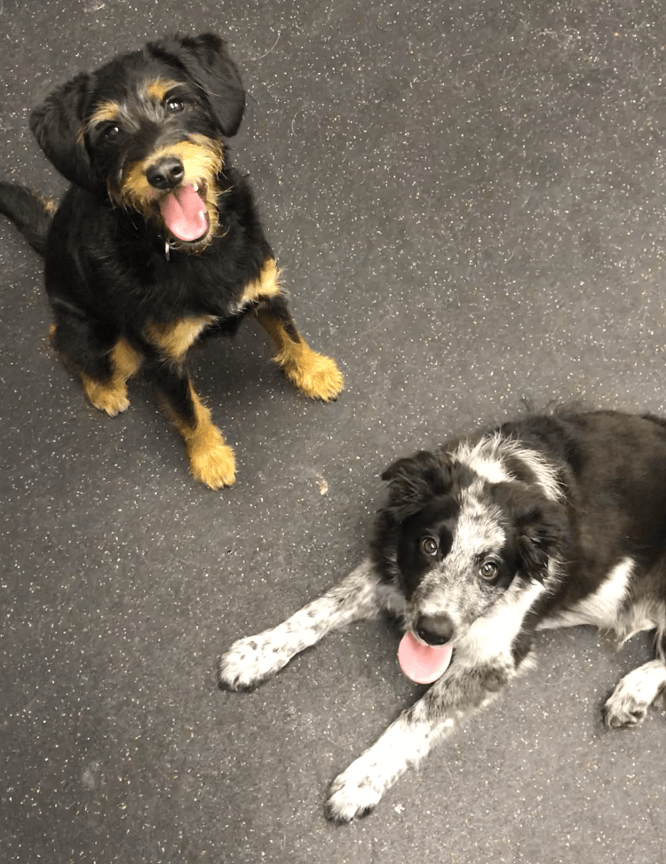 Cody Carithers 12/27 1/22 teamworksdogtraining