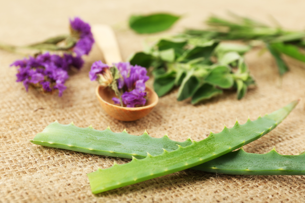 Aloe Vera Tea The Many Benefits of this Succulent Steep Tea Perspective
