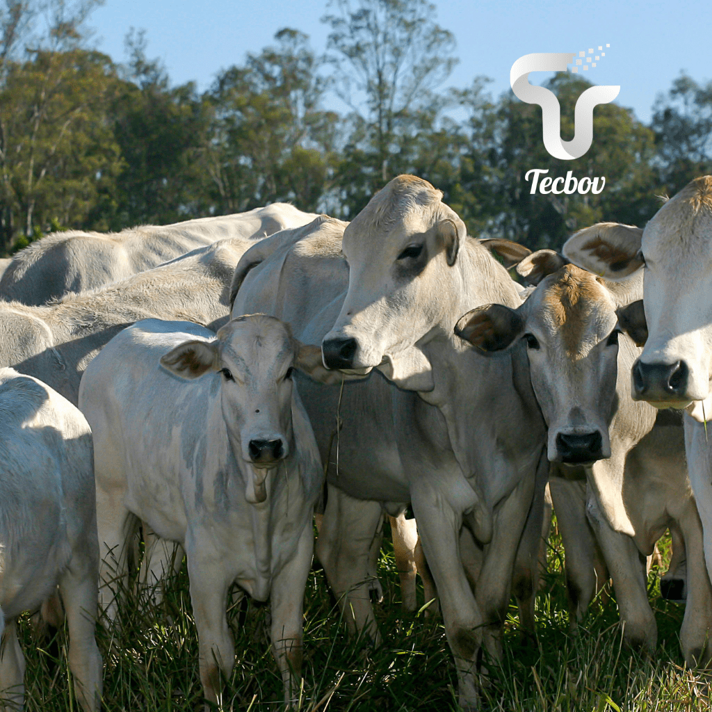 Exame Andrológico em bovinos O que é e qual a sua importância para a
