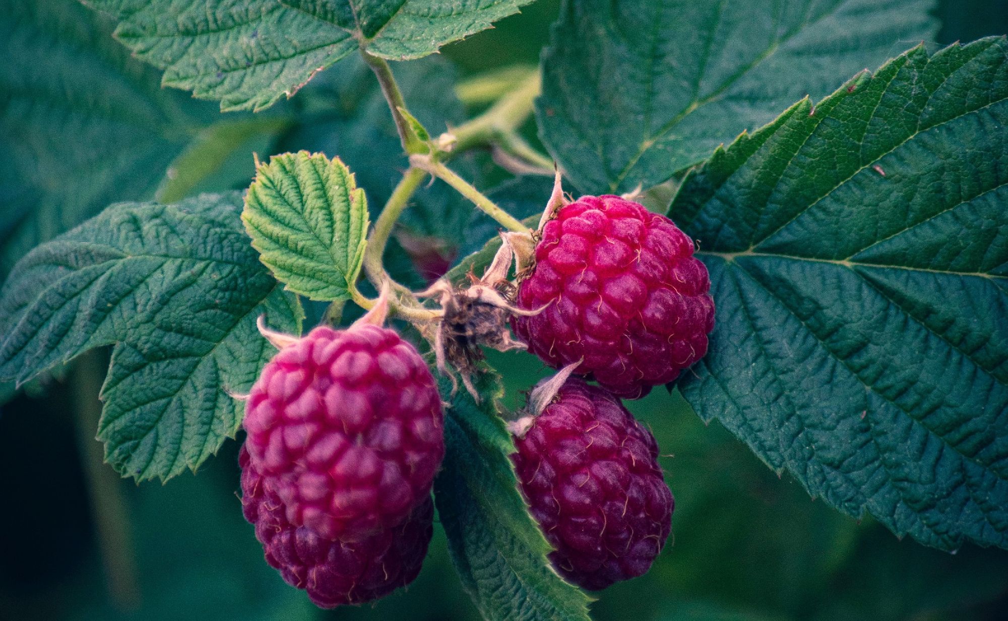 Utilizando PWM para controlar LED no Raspberry Pi com Guizero