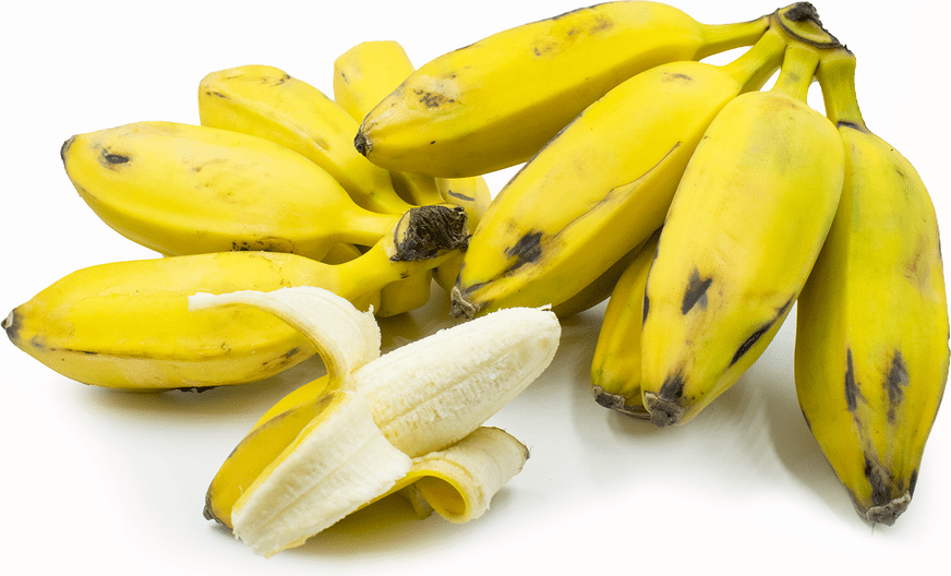 What Are Burro Bananas? TechBullion