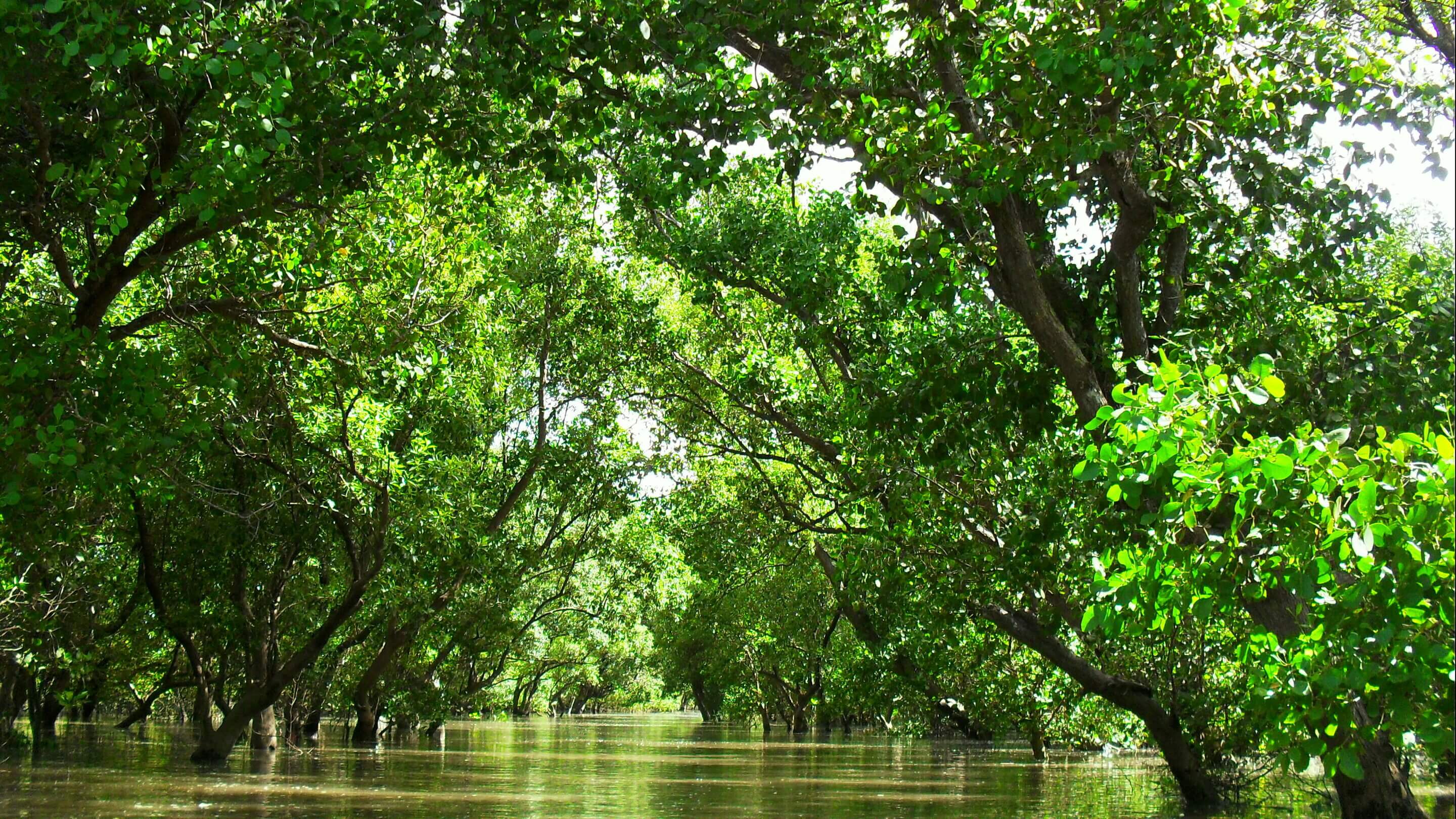 Mangrove Water Technologies Joins Chevron Technology Ventures’ Catalyst