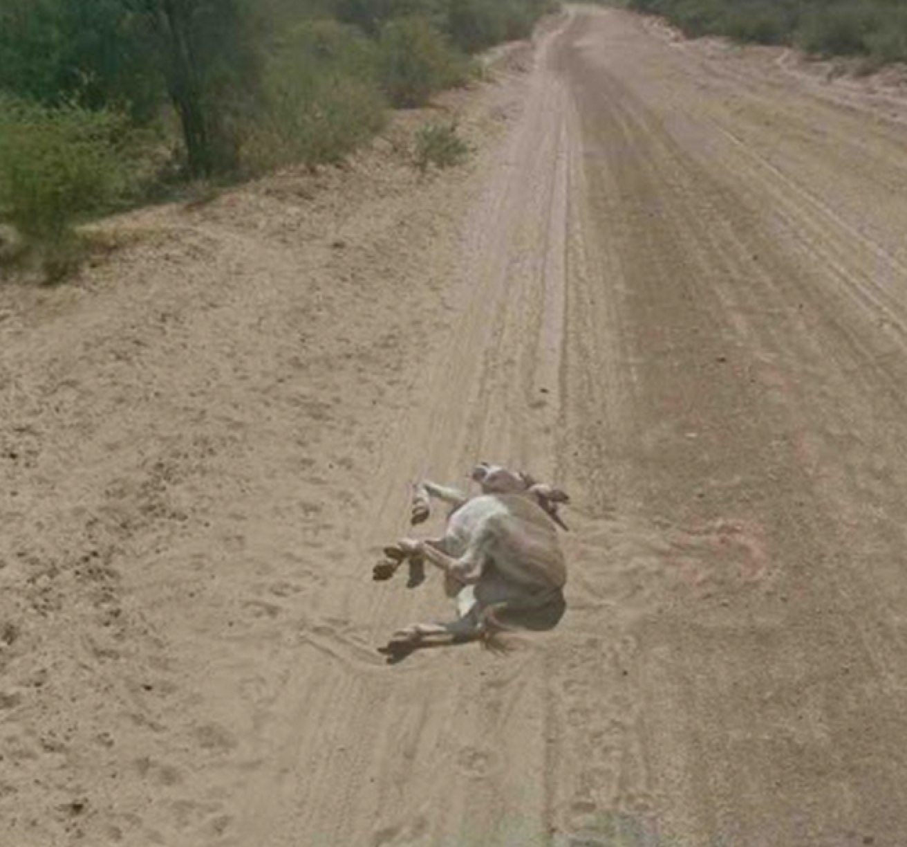 Google Not Involved In Donkey's Murder, Says Company (And No, It's Not