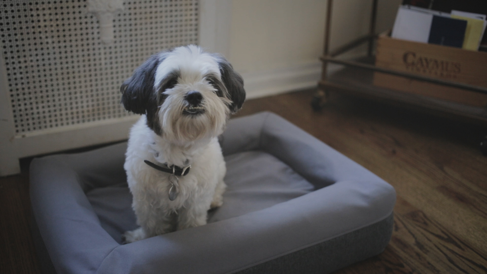 Best Mattresses of 2020 Updated 2020 Reviews‎ Casper Dog Mattress Sale