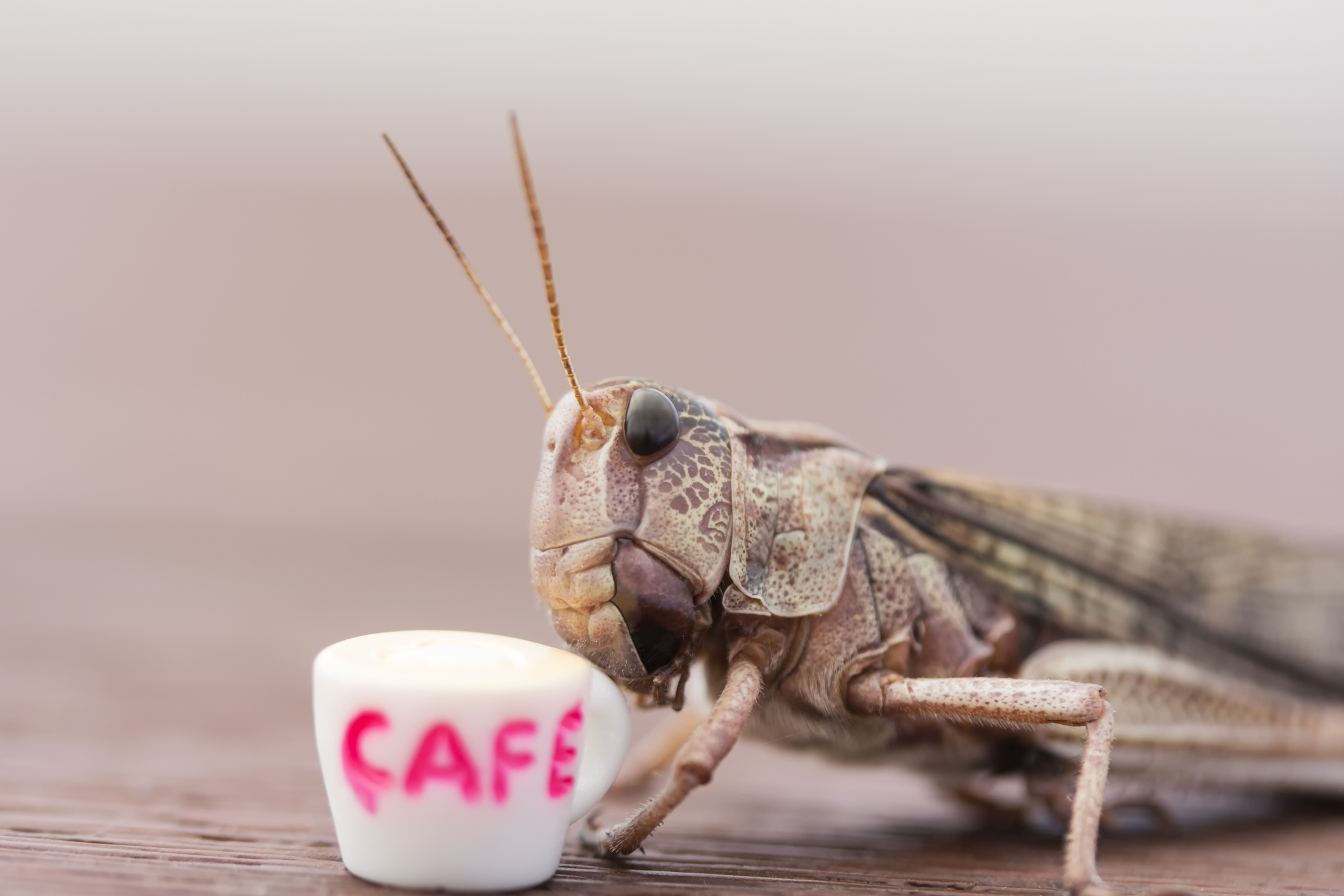 Insect drinking a cup of coffee TechCrunch