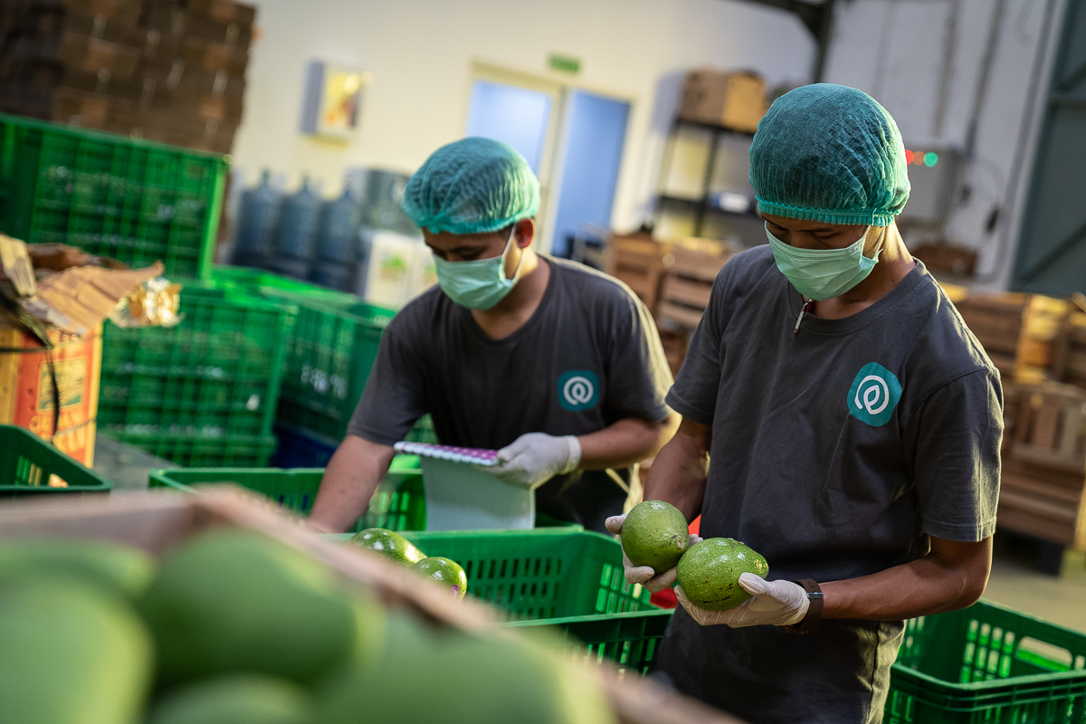 Two people packing fresh produce at a TaniHub group warehouse in