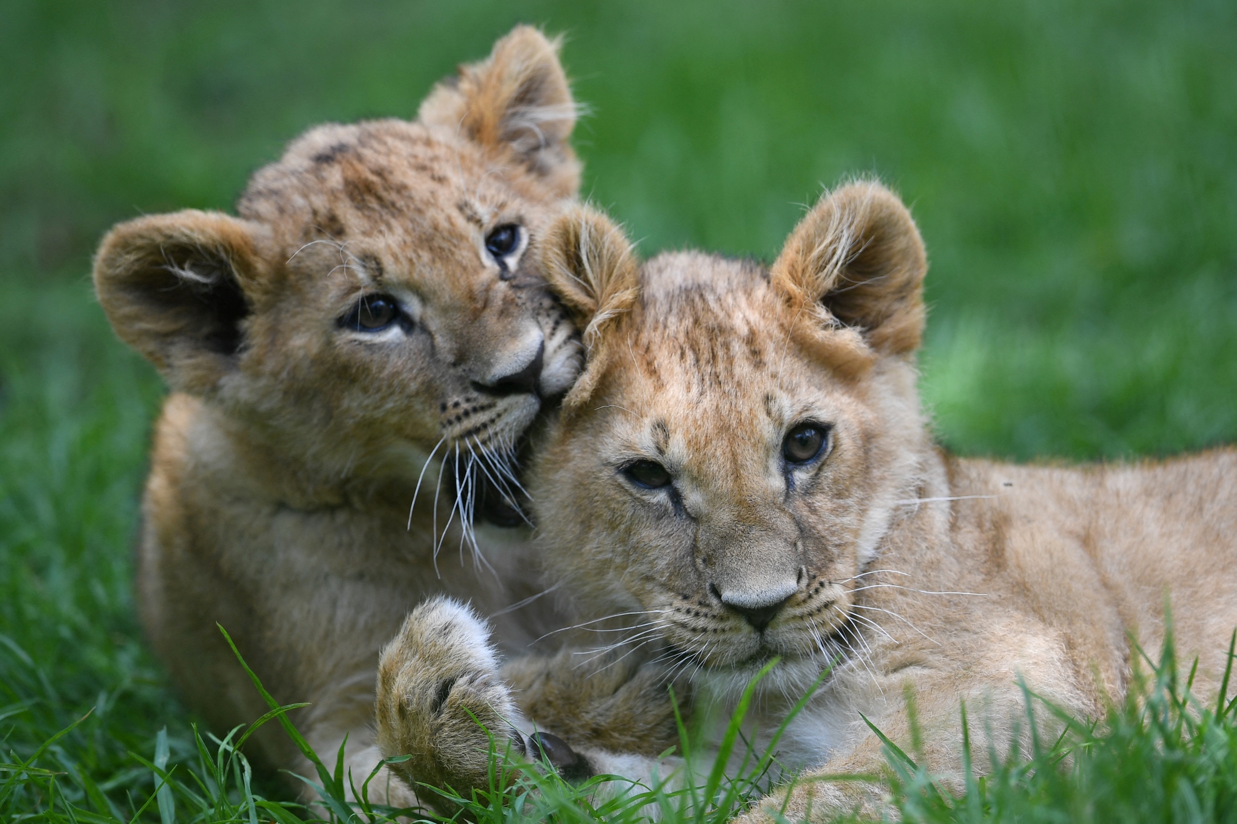 Green Lion