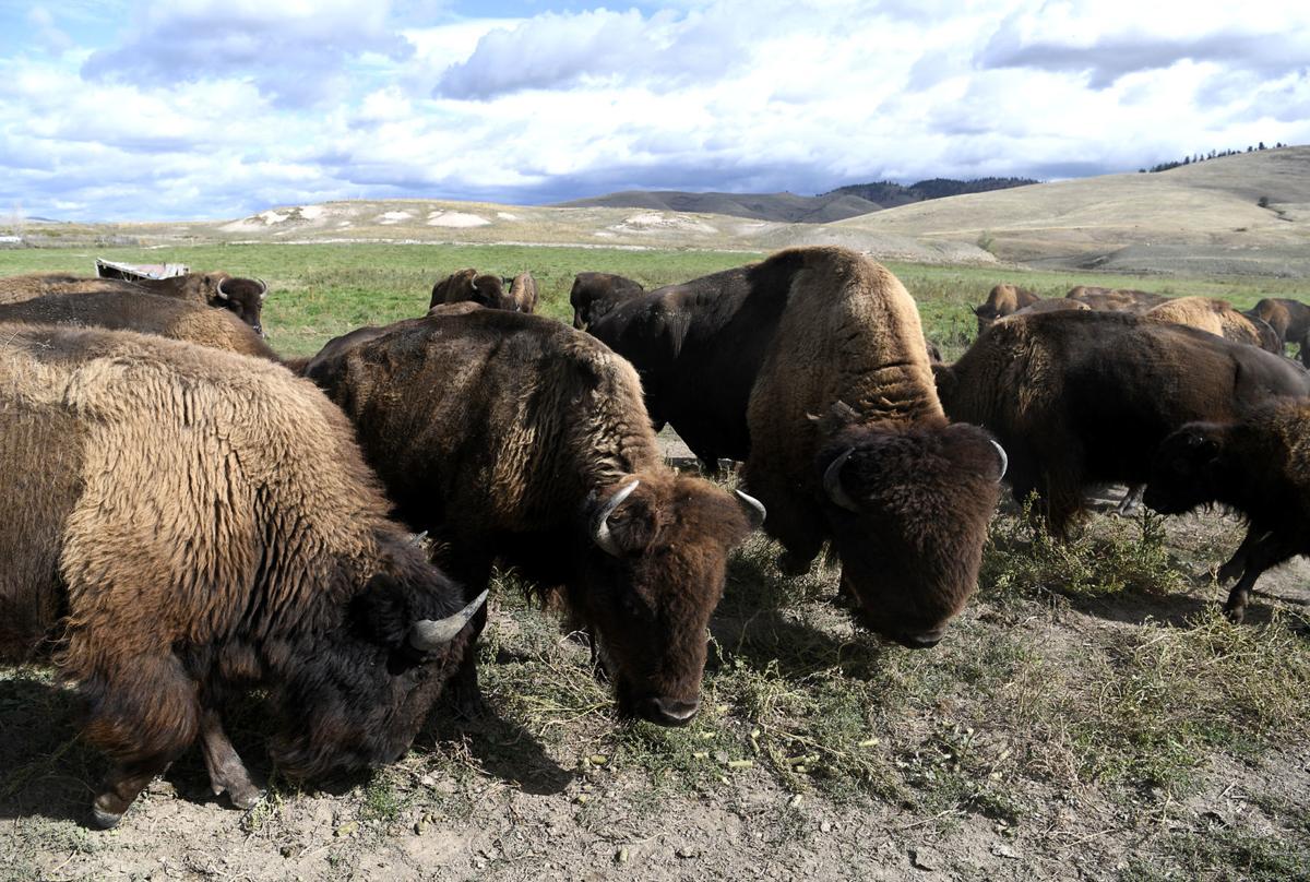 Bison vs Beef What Are the Differences? Techeduhp