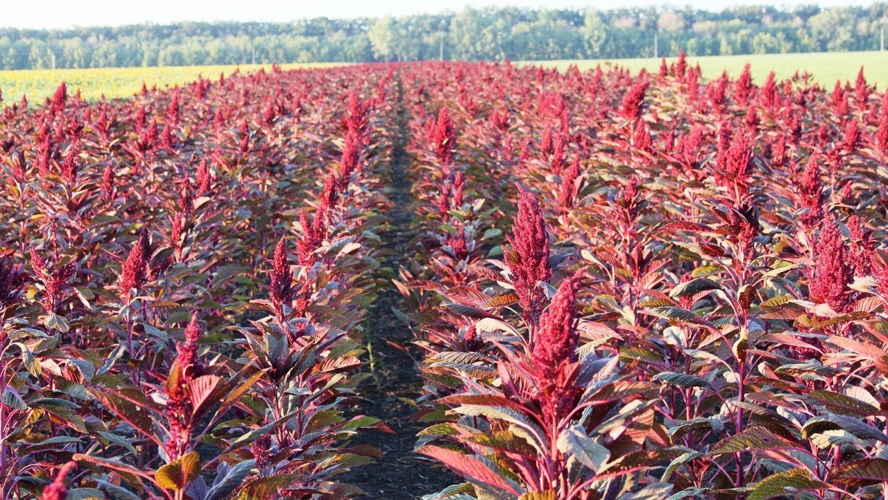 Todo sobre la planta de amaranto qué es, cómo se ve, dónde crece