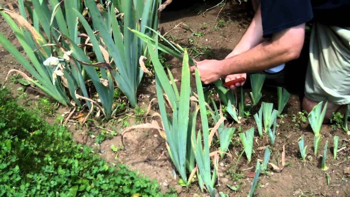 À propos de la taille des iris après la floraison (si vous devez couper
