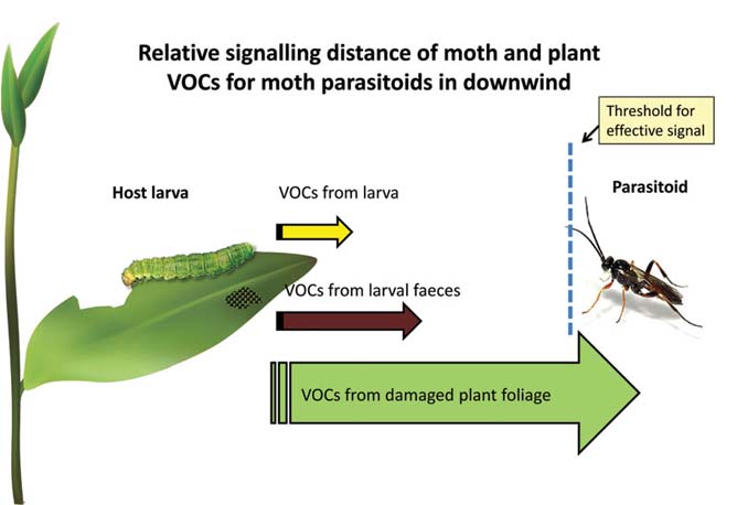 Chemistry News Plant Communication Pheromones Emit